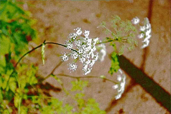 芦屋プラン株式会社七夕（たなばた1 Copilot